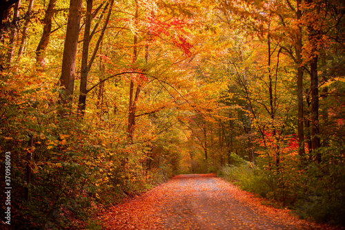 Autumn forest nature. Beautiful romantic alley in a park with colorful trees. Autumn natural texture  autumnal background.