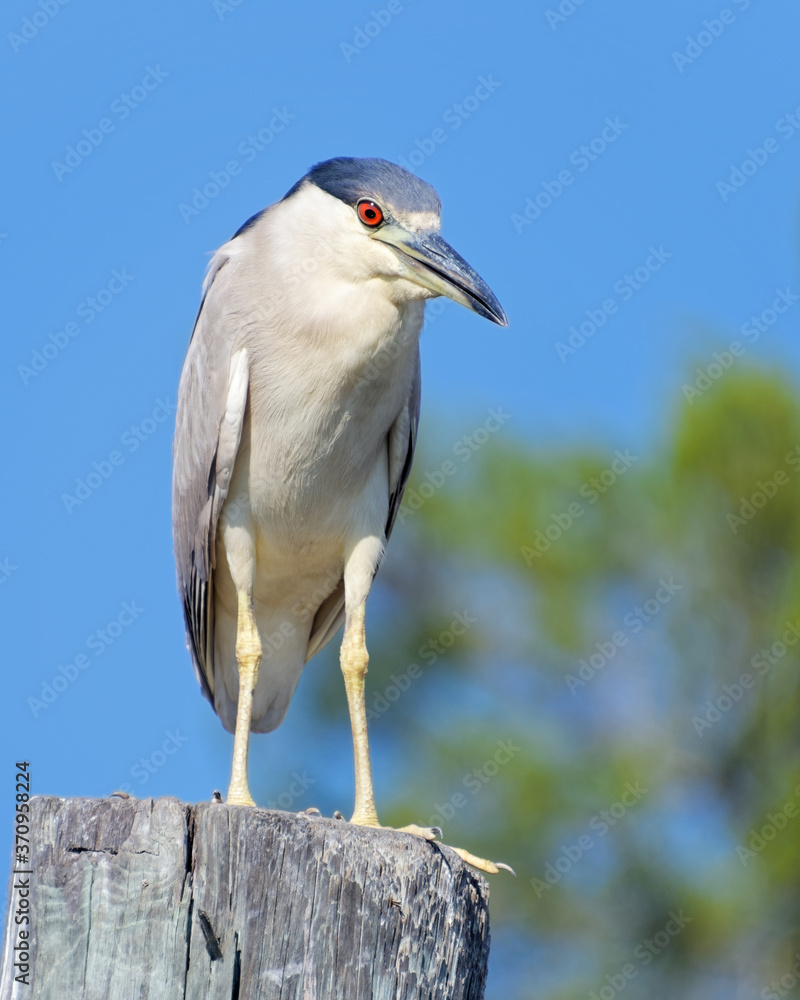 Black-crowned Night Heron perched on a dock post. Black-crowned Night Heron perched on a dock post.