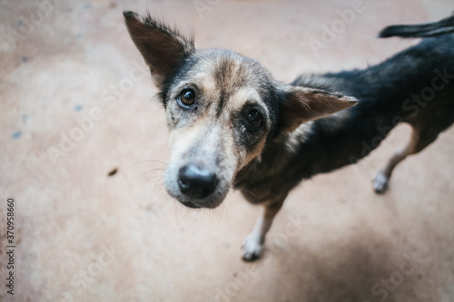 Close up poor skinny dog