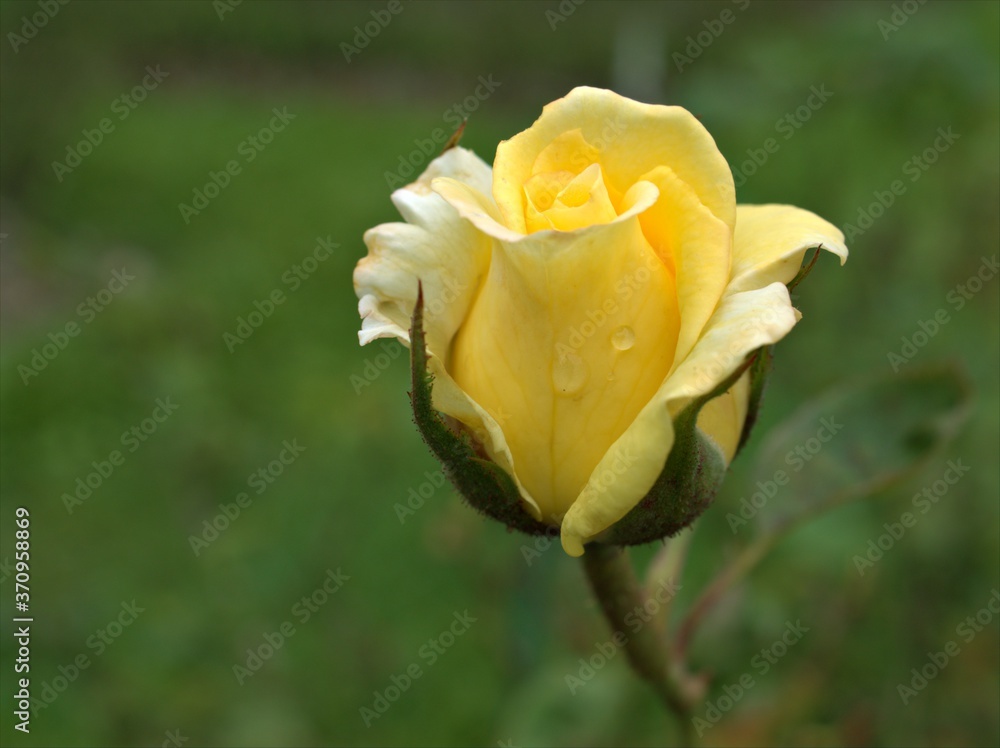 Closeup yellow petals of garden rose flower plants with water drops and blurred background ,macro image ,sweet color for card design Closeup yellow petals of garden rose flower plants with water drops and blurred background ,macro image ,sweet color for card design