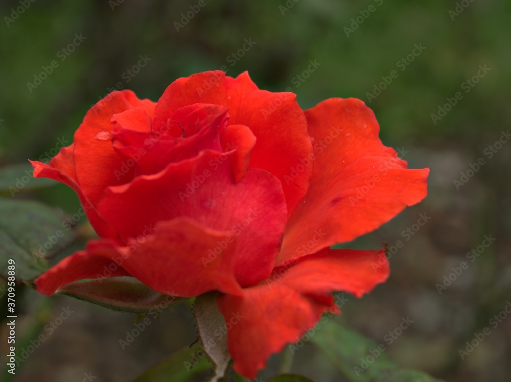 Closeup red petals of garden rose flower plants with blurred background ,macro image ,sweet color for card design