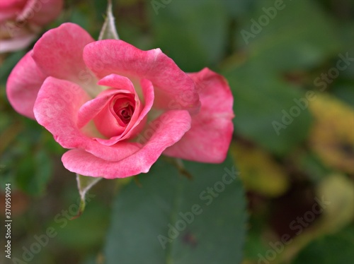 Closeup pink garden rose with blurred background ,macro image ,sweet color for card design 