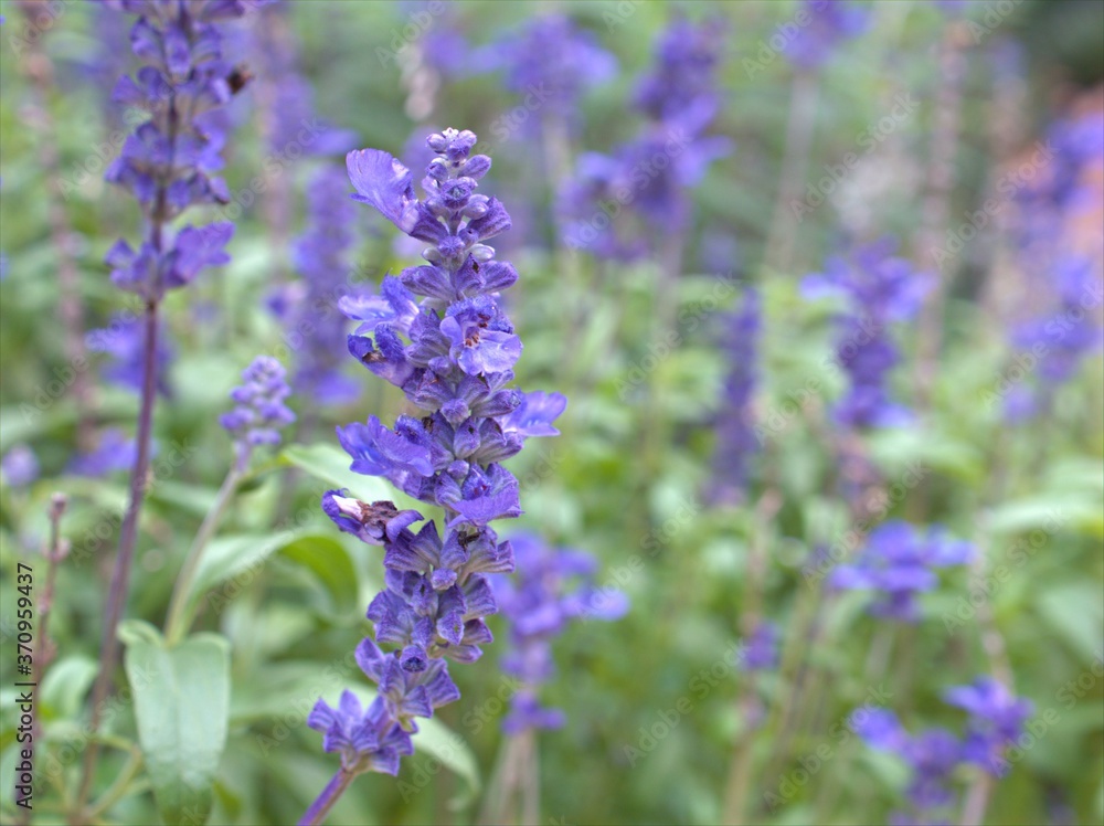 Closeup blue Sage of the diviners , salvia divinorum flower plants with blurred background ,sweet color for card design ,macro image Closeup blue Sage of the diviners , salvia divinorum flower plants with blurred background ,sweet color for card design ,macro image