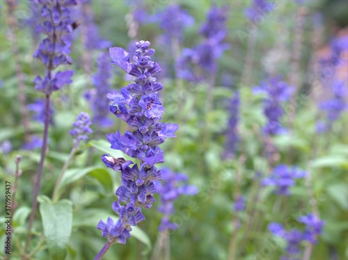 Closeup blue Sage of the diviners   salvia divinorum flower plants with blurred background  sweet color for card design  macro image