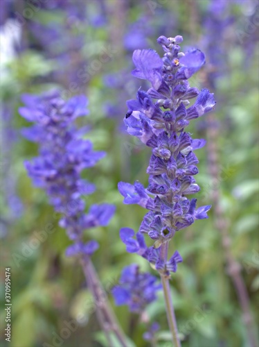 Fotografie Closeup blue Sage of the diviners , salvia divinorum flower plants with blurred
