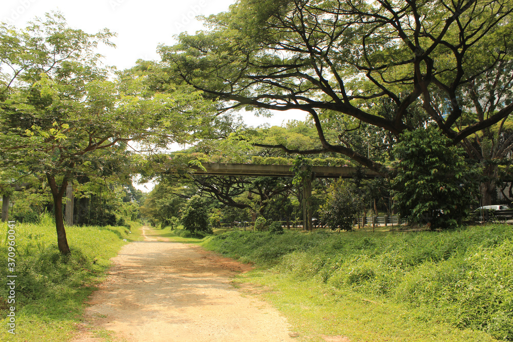 Path in the middle of the nature, going down a bridge and sourrounded by trees and palm tree. Green Corridor in Singapore city