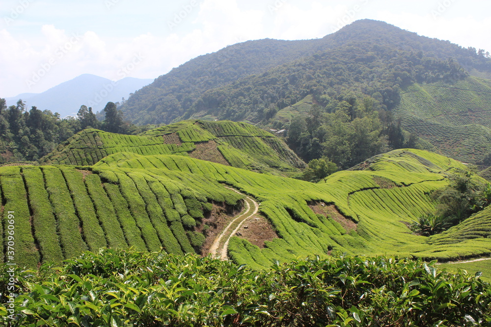 Green hilly valley made of tea plantation in the Cameron Highlands in Malaysia