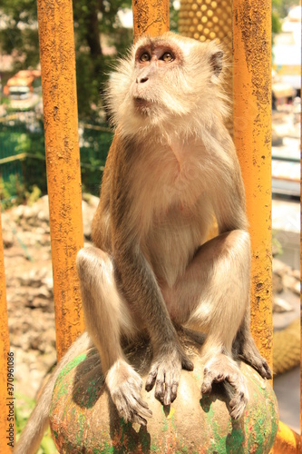 Canvas Print A monkey sitting on a spherical metallic ball and staring on the right