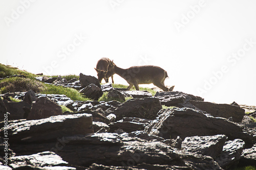 Cabras montesas disfrutando del amanecer en el mulhacen a 2800m sobre el nivel del mar