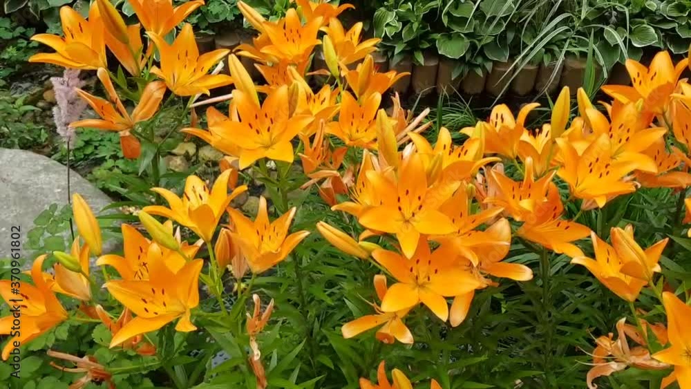 flowers swaying in the wind