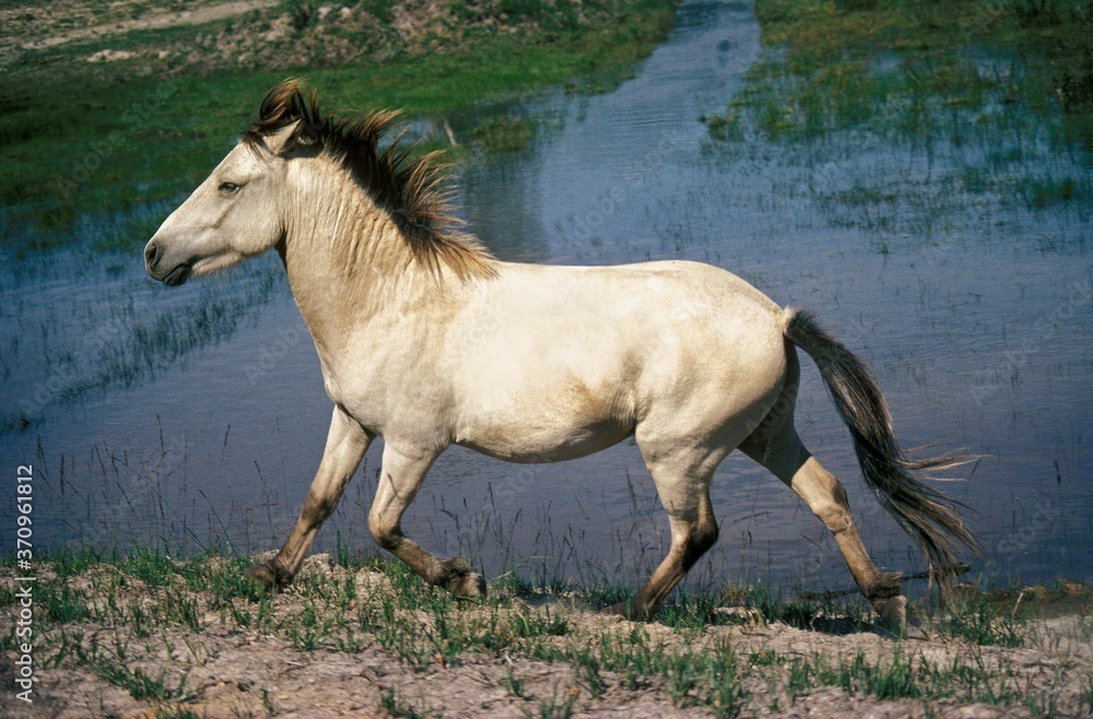 Obraz premium Island Pony, Adult near Water