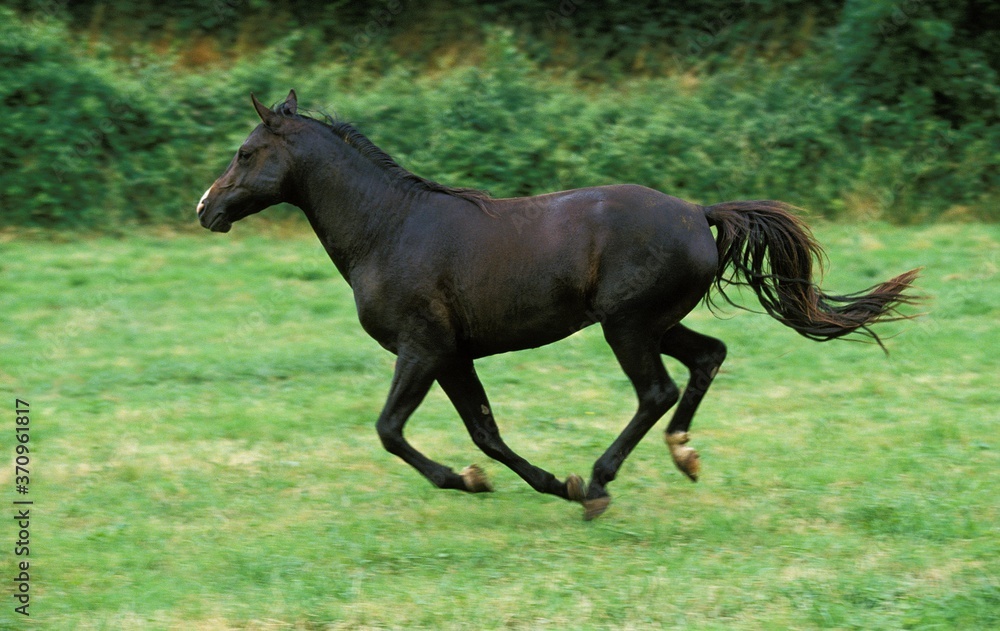 Shagya Horse, Adult Galloping through Meadow