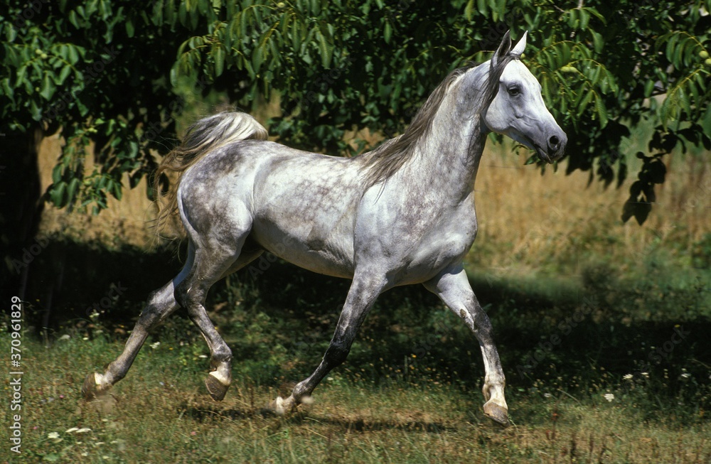 Arabian Horse, Adult Trotting in Meadow