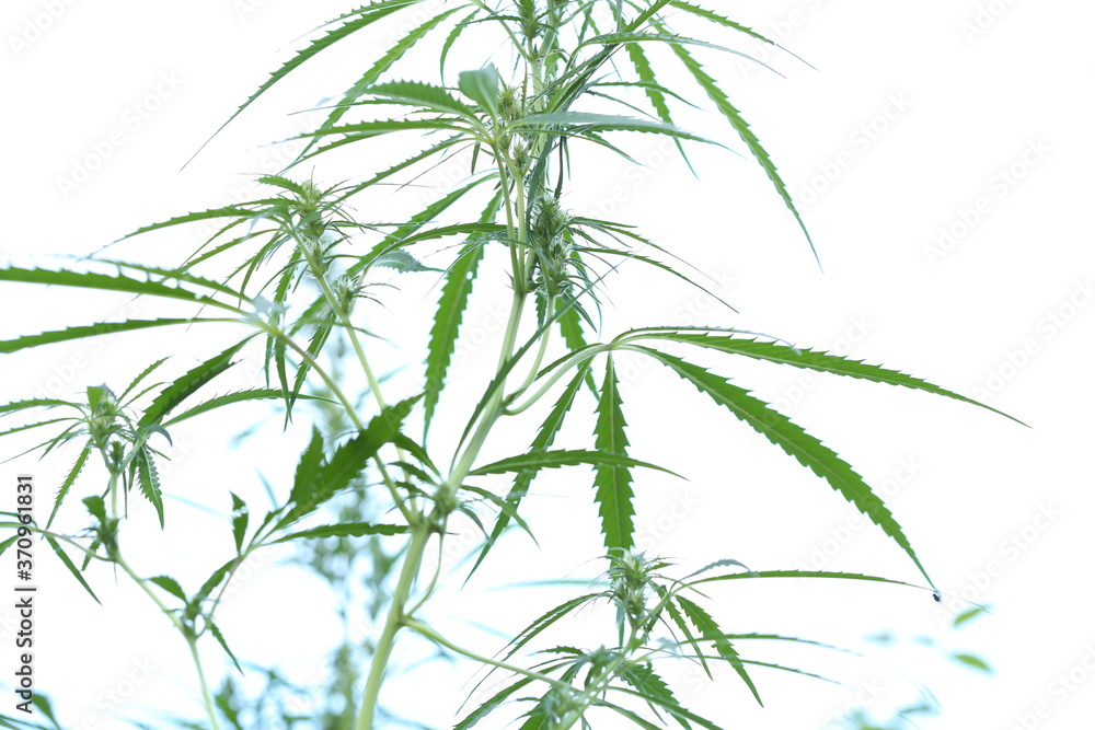 The marijuana plant and leave The marijuana plant and leave