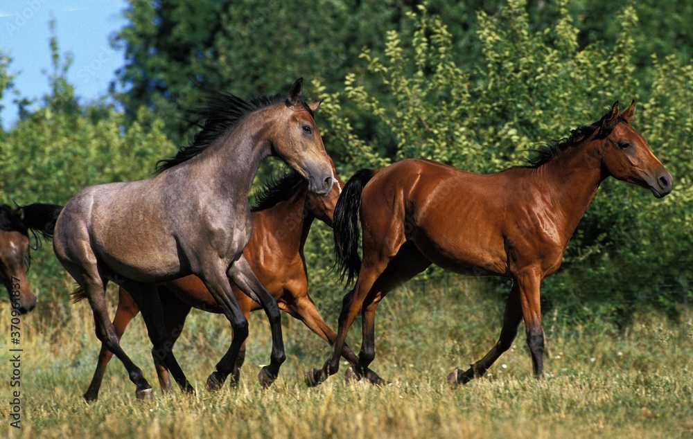 Arabian Horse, Herd Galloping in Meadow Arabian Horse, Herd Galloping in Meadow
