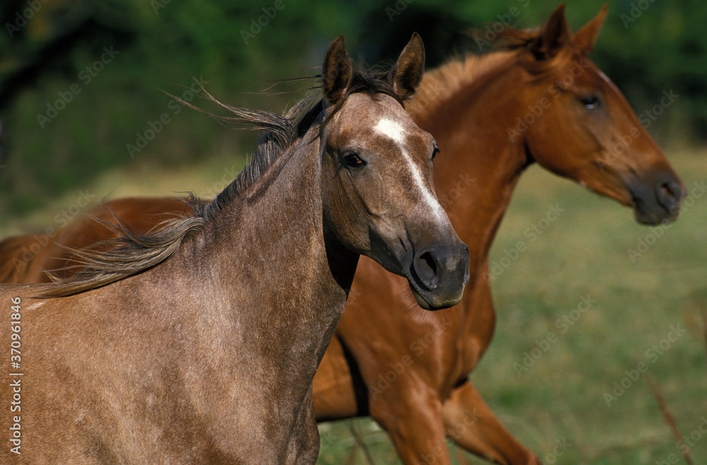 Arabian Horse, Horses standing in Meadow Arabian Horse, Horses standing in Meadow