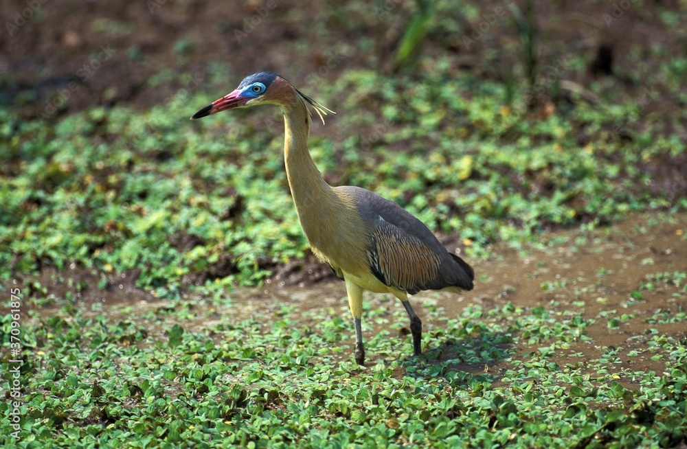 Naklejka premium Whistling Heron, syrigma sibilatrix, Adult standing in Swamp, Pantanal in Brazil