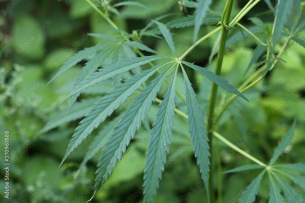 The marijuana plant and leave The marijuana plant and leave