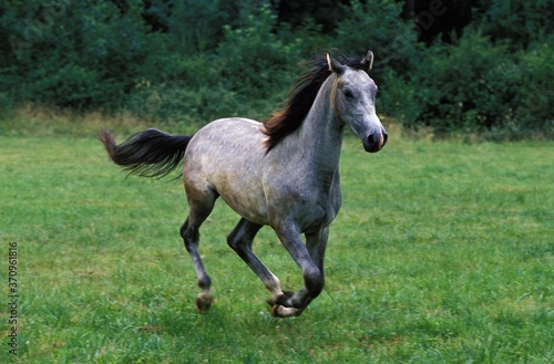Shagya Horse, Adult Galloping through Meadow © slowmotiongli