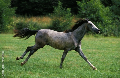 Shagya Horse  Adult Galloping through Meadow