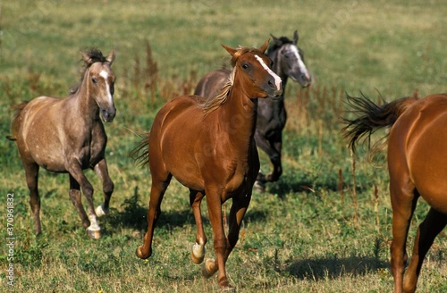 Arabian Horse  Herd moving through Meadow