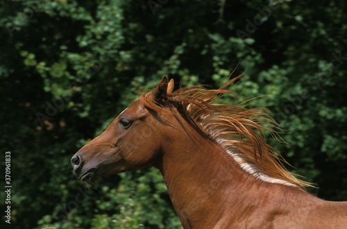 Arabian Horse  Portrait with Mane in Wind
