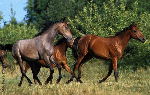 Arabian Horse  Herd Galloping in Meadow