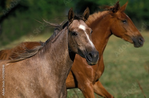 Arabian Horse  Horses standing in Meadow