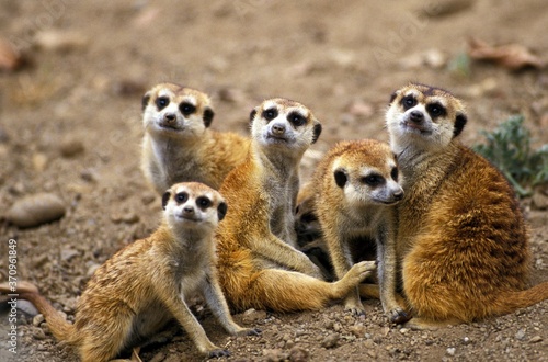 Meerkat, suricata suricatta, Group standing on Ground