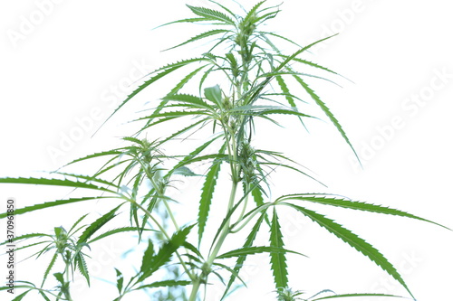 The marijuana plant and leave