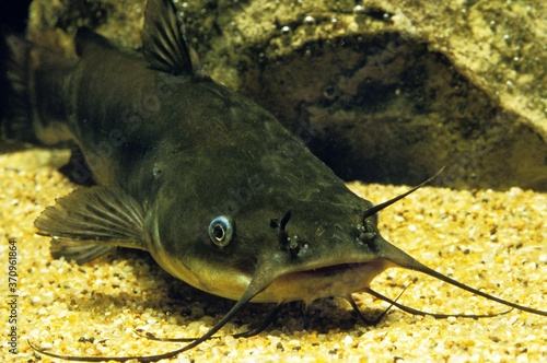 фотографія Brown Bullhead, ictalurus nebulosus, Catfish