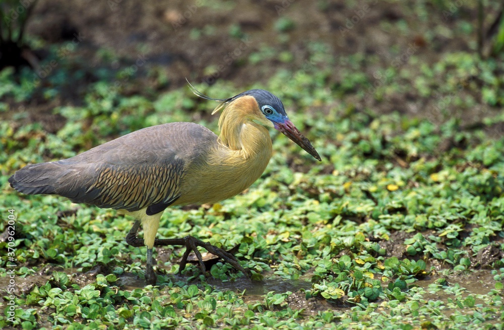 Naklejka premium Whistling Heron, syrigma sibilatrix, Adult standing in Swamp, Pantanal in Brazil