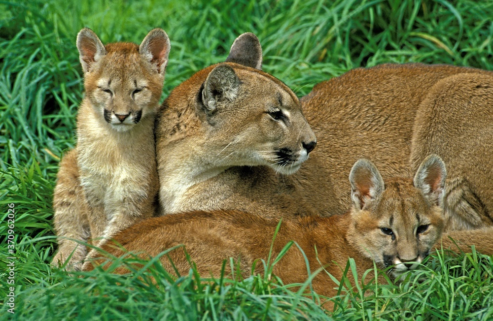 Cougar, puma concolor, Female with Cub laying on Grass Cougar, puma concolor, Female with Cub laying on Grass