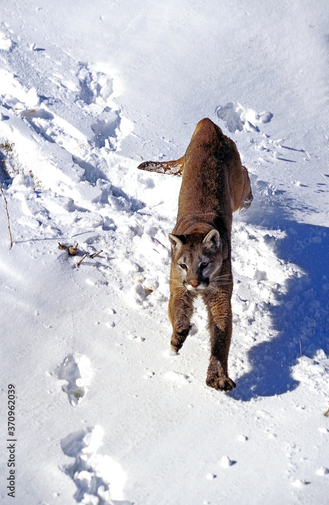 Cougar, puma concolor, Adult running in Snow, Montana