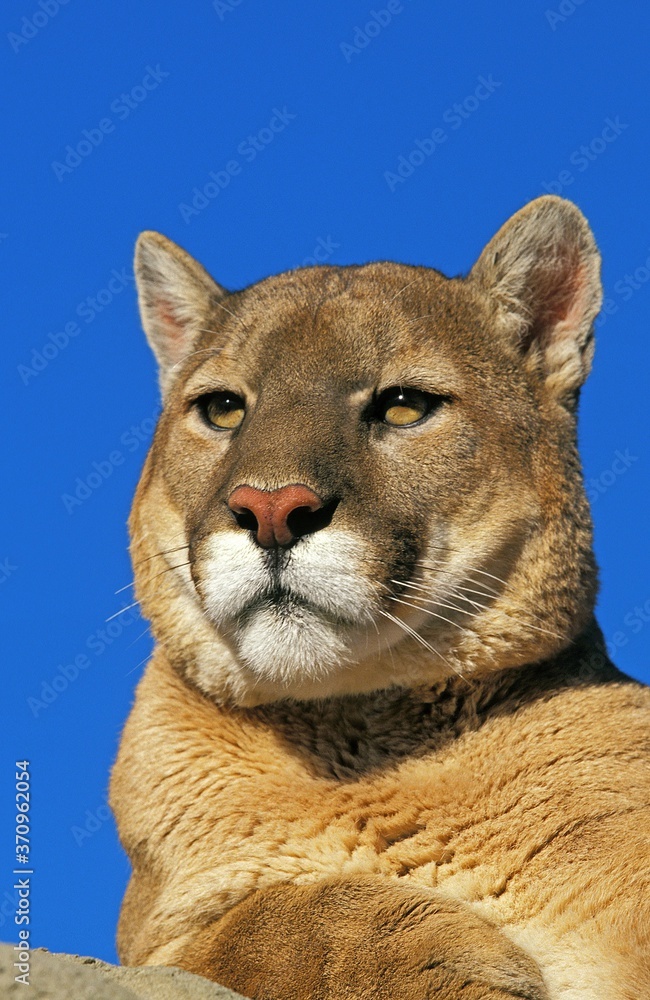 Obraz premium Cougar, puma concolor, Portrait of Adult against Blue Sky, Montana