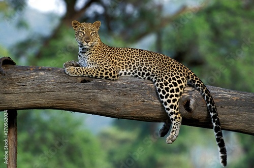 Leopard, panthera pardus, Adult laying on Branch, Kenya © slowmotiongli