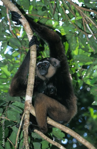 Muller's Gibbon, hylobates muelleri, Adult Hanging from Branch