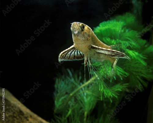 Butterfly Fish, pantodon buchholzi photo