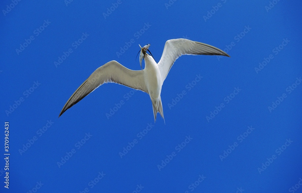 Obraz premium Swift Tern, sterna bergii, Adult in Flight against White Background with Fish in Beak, Australia