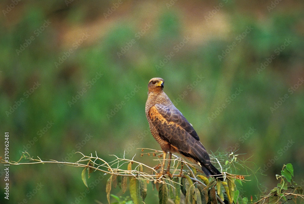 Fototapeta premium Savanna Hawk, buteogallus meridionalis, Adult standing on Branch, Pantanal in Brazil