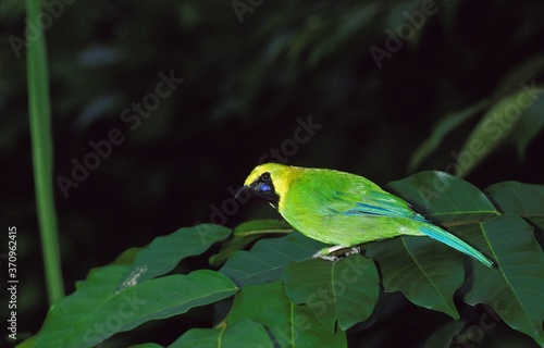 Golden Fronted Leafbird, chloropsis aurifrons, Adult standing on Branch photo