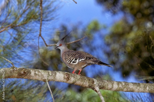 Crested Pigeon, geophaps lophotes, Adult standing on Branch, Australia photo