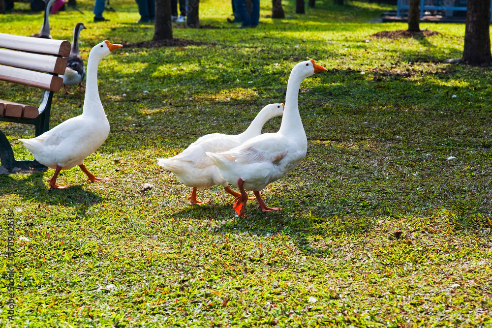 Obraz premium Goose walking on the grass in the park