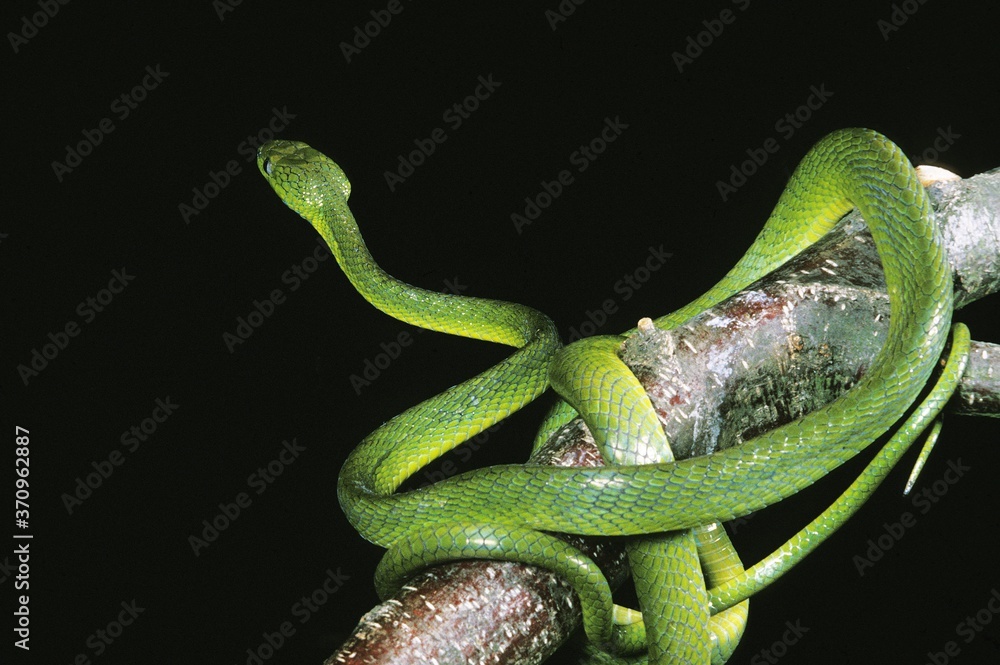 Obraz premium Green Cat Snake, boiga cyanea, Adult standing on Branch