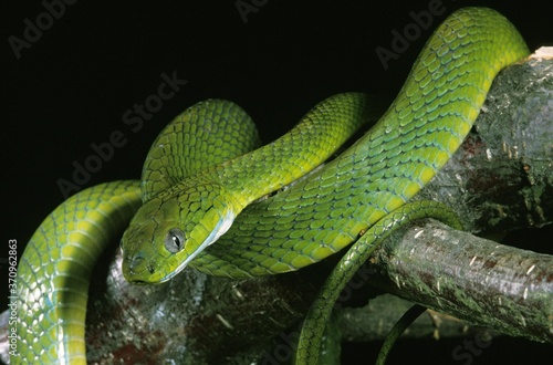 Green Cat Snake, boiga cyanea, Adult standing on Branch