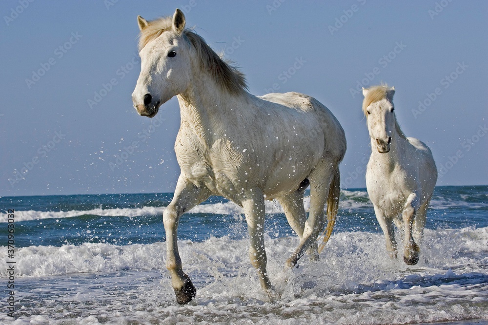 Obraz premium Camargue Horse, Horses standing in Beach, Saintes Marie de la Mer in South East of France