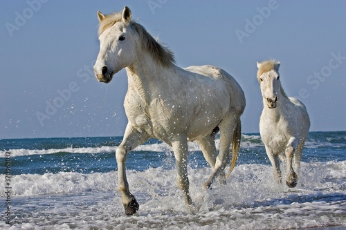 Fototapeta Naklejka Na Ścianę i Meble -  Camargue Horse, Horses standing in Beach, Saintes Marie de la Mer in South East of France