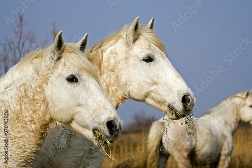 Camargue Horse, Herd standing in Swamp, Saintes Marie de la Mer in South East of France