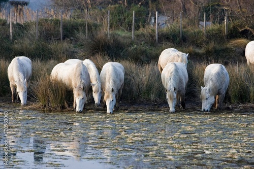 Fototapeta Naklejka Na Ścianę i Meble -  Camargue Horse, Herd Drinking in Swamp, Saintes Marie de la Mer in South East of France