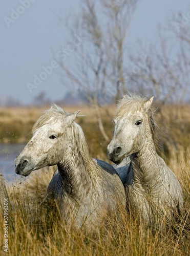 Fototapeta Naklejka Na Ścianę i Meble -  Camargue Horse, Horses standing in Swamp, Saintes Marie de la Mer in South East of France